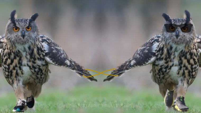 Gufi che corrono insieme uniti da un laccetto